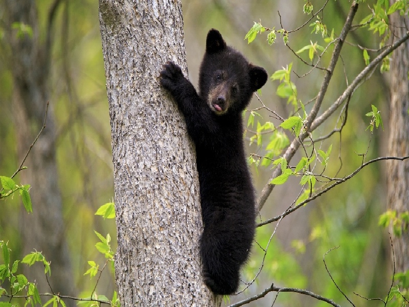 试管移植无反应,试管不能吃薏米